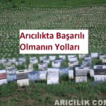 arıcılıkta başarılı olmanın yolları