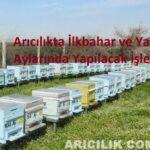 arıcılıkta ilkbahar ve yaz