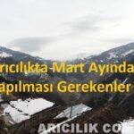 arıcılıkta mart ayında yapılması gerekenler