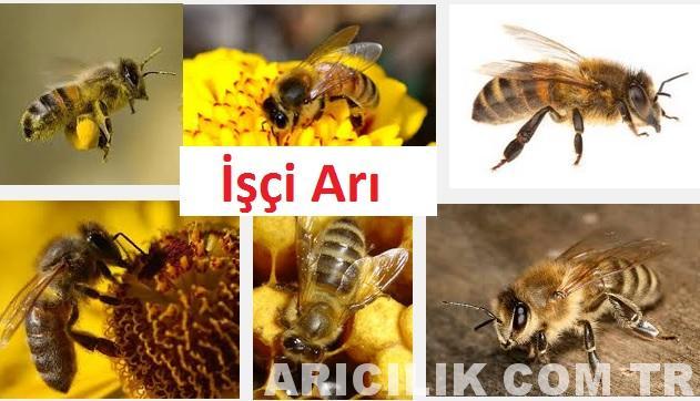 İşçi Arı - Sıfırdan Arıcılık