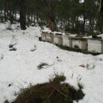 karda arı taşıma