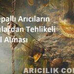 nepallı arıcıların bal alması