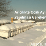 Arıcılıkta Ocak Ayında Yapılması Gerekenler ocak ayında yapılması gerekenler