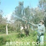 Zeytinde Kullanılan Tarım İlaçlarının Etkisi zeytin ağaçının ilaçlanması