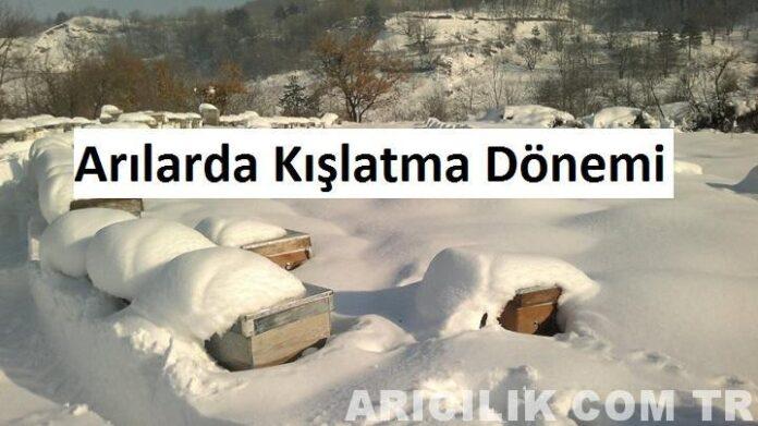 Arılarda Kışlatma Dönemi