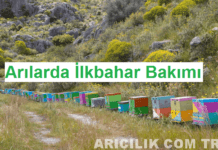 Arılarda İlkbahar Bakımı