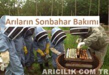 Arıların Sonbahar Bakımı