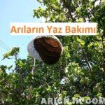 Arıların Yaz Bakımı