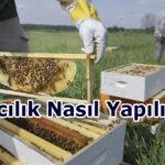 Arıcılık Nasıl Yapılır aricilik nasil yapilir