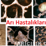 Arı Hastalıkları arı hastalıkları