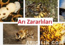 arı zararlıları