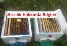 arıcılık hakkında bilgiler