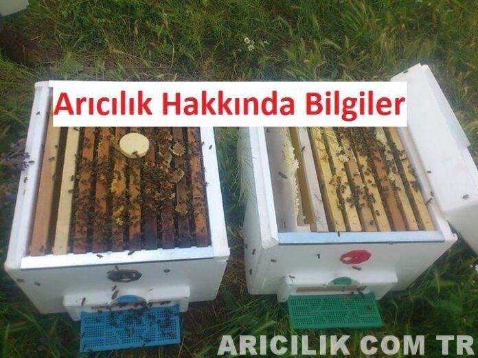 arıcılık hakkında bilgiler