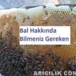 bal hakkında bilmeniz gerekenler