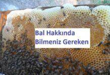 bal hakkında bilmeniz gerekenler