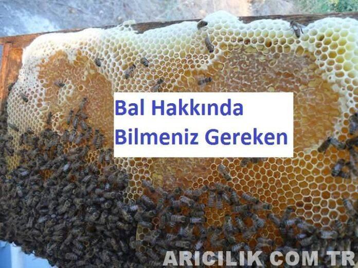 bal hakkında bilmeniz gerekenler