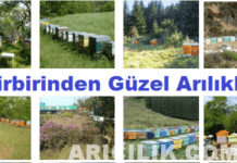 birbirinden güzel arılıklar