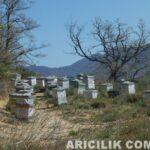 birbirinden güzel arılıklar