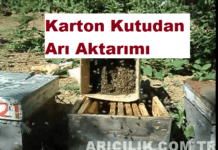 karton kutudan arı aktarımı