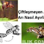 çiftleşmeyen ana arı