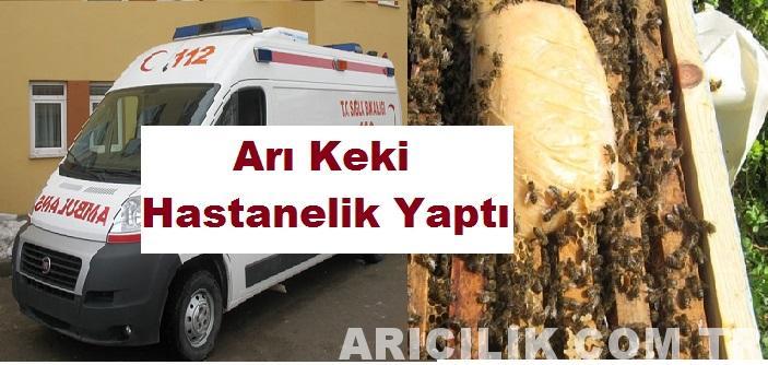 Arı Keki Hastanelik Yaptı ARICILIK