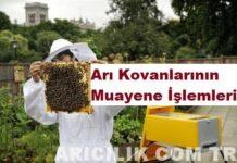 Arı Kovanlarının Muayene İşlemleri