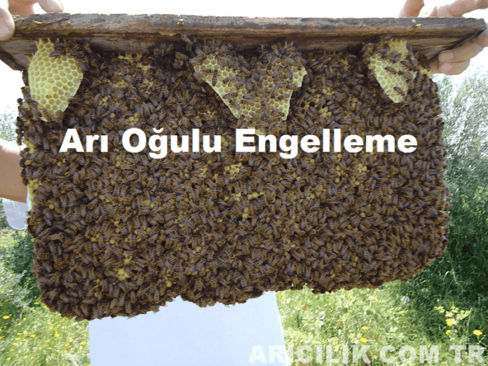 Arı Oğulu Engelleme