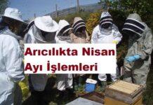 Arıcılıkta Nisan Ayı İşlemleri