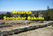 Arılarda Sonbahar Bakımı