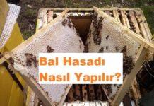 Bal Hasadı Nasıl Yapılır