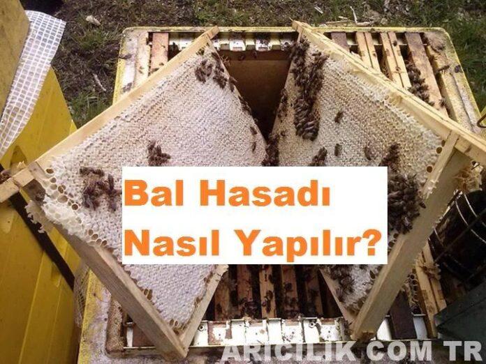 Bal Hasadı Nasıl Yapılır