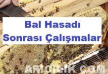 Bal Hasadı Sonrası Çalışmalar