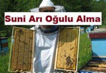 Suni Arı Oğulu Alma