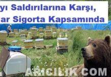 ayı saldırısına karşı arılar sigortalı