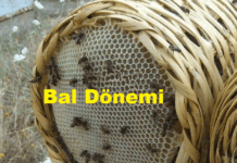 bal dönemi