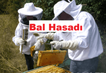 bal hasadı