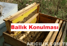 ballık konulması