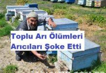 toplu arı ölümleri şoke etti