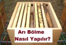 Arı Bölme