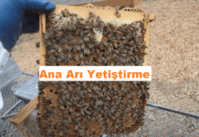 ana arı yetiştirme