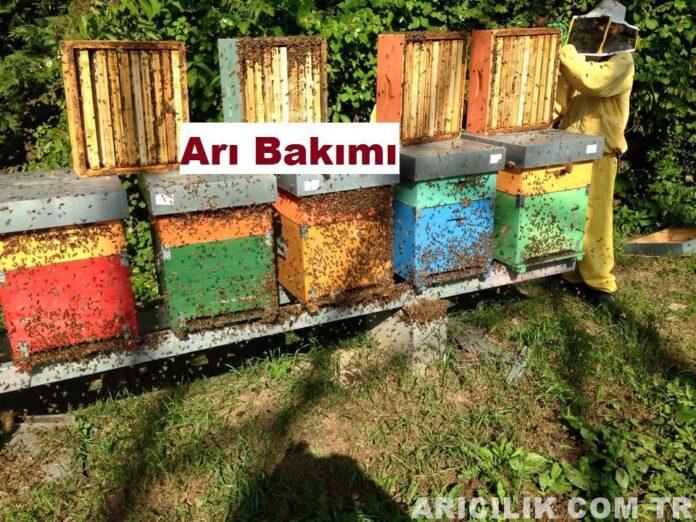 arı bakımı