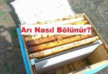 arı nasıl bölünür