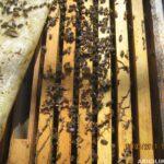 arı nasıl bölünür