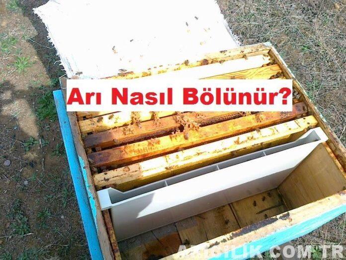 arı nasıl bölünür