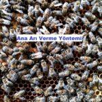 Ana Arı Verme Yöntemi Ana Arı Verme Yöntemi