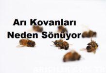 Arı Kovanları Neden Sönüyor