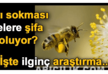 Arı Sokması Nelere Şifa Oluyor