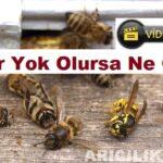 arılar yok olursa ne olur