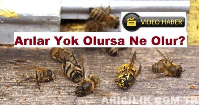 arılar yok olursa ne olur