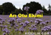 Arı Otu Ekimi